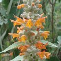 Colqhounia coccinea 'Vestita' fleur P19 P22